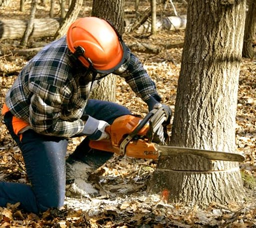 Tree Removal in Pryor, MT